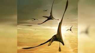 Largest Pterosaur From Jurassic Unearthed In Scotland