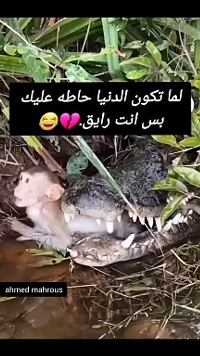 الرايق