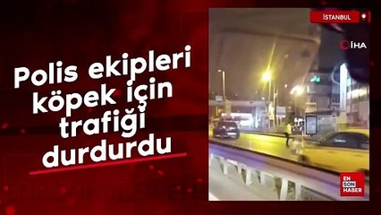 Video herunterladen: Polis ekipleri yolun karşısına geçmeye çalışan köpek için trafiği durdurdu