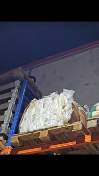 SC: polícia captura macaco que invadiu supermercado e bebeu cerveja