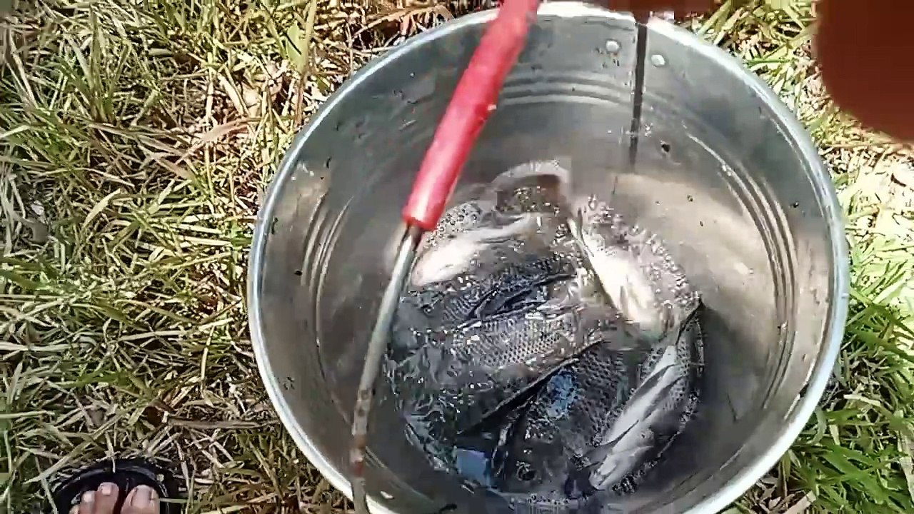 Tilapia catching
