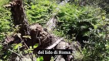 Castel Fusano, la pineta di Roma uccisa dalla cocciniglia