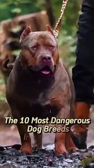 The 10 Most Dangerous Dog Breeds