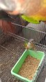 Pineapple and Green Cheeked Conure