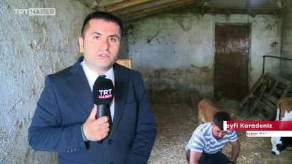 Samsun'da başıboş köpek dehşeti: 12 buzağı ve 1 oğlak telef oldu