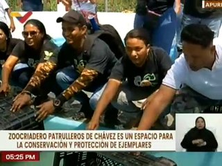 Zoocriadero “El Patrullero de Chávez” liberó 20 mil  tortuguillos Arrau en el estado Apure