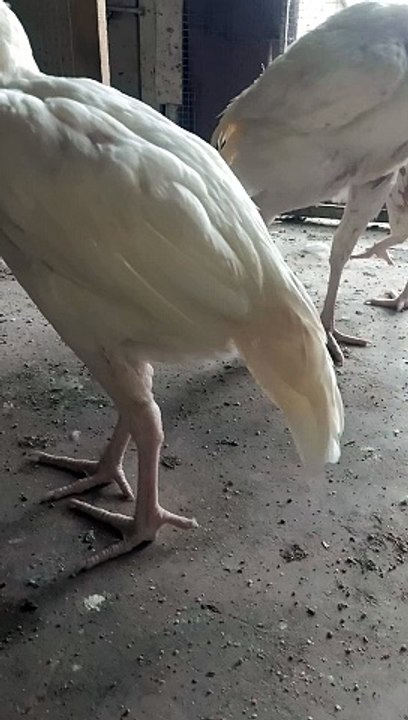 Heera Aseel Chicken