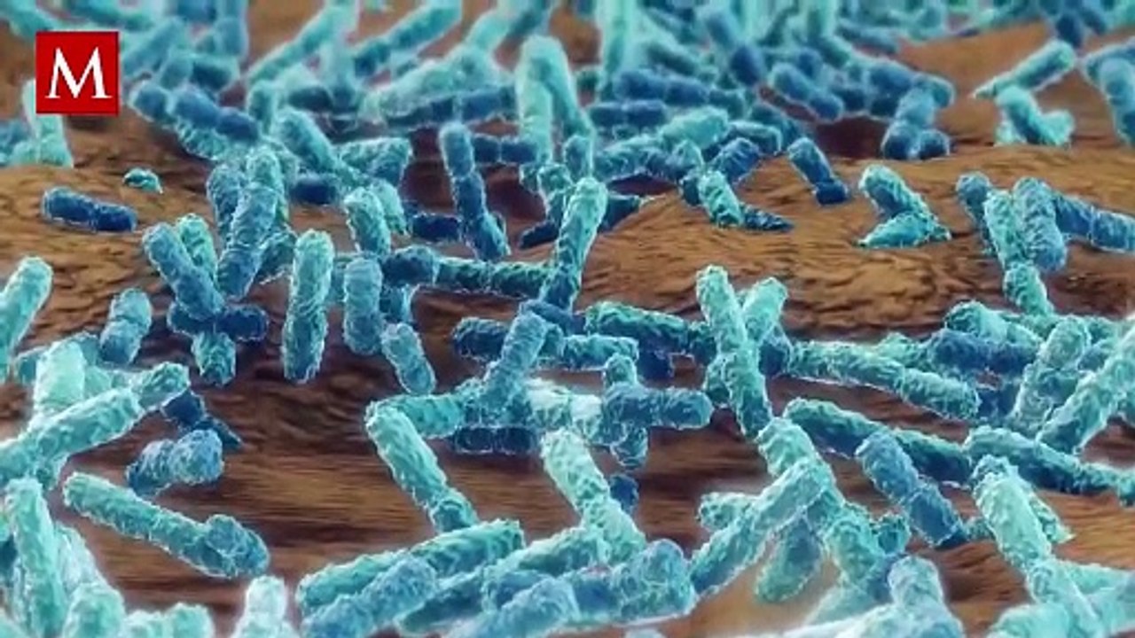 La enfermedad canina no cuenta con una cura actualmente; estos son los síntomas