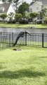 Alligator Struggles to Climb Over Fence