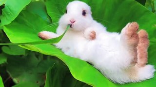 The cutest videos you will see today.  3