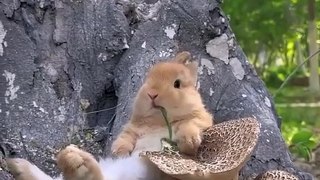 The cutest videos you will see today.  7