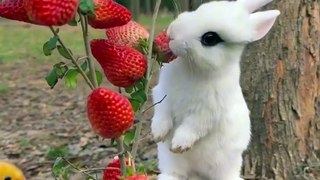 The cutest videos you will see today.  1