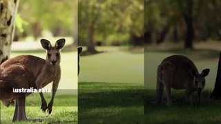 Melbourne planea prohibir la matanza de canguros