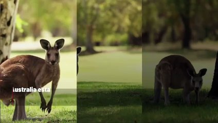 Melbourne planea prohibir la matanza de canguros