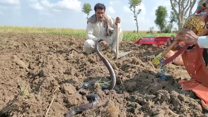 Caught The Big King Cobra - Snake In Village New Video