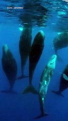 Sekawanan Ikan Paus Sedang Bermain