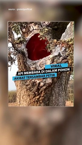 Api Membakar di dalam Pohon setelah Tersambar Petir