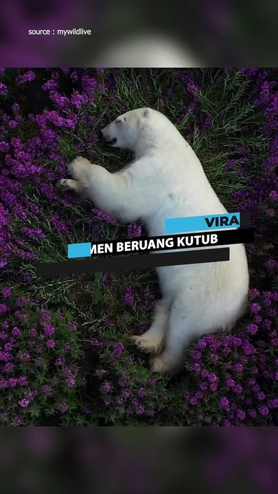 Beruang Kutub Tidur ditengah Bunga Fireweed