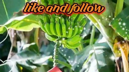 Banana image video | fresh banana fresh from farm | image collection