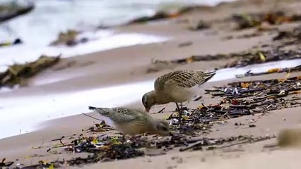 The Bar-Tailed Godwit: Close Up HD Footage (Limosa lapponica)