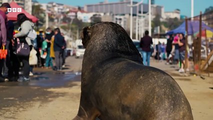 Mammals (2023) Saison 1 -  (EN)