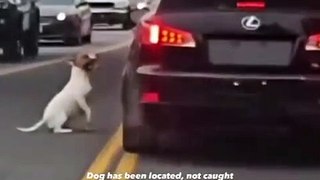 cão abandonado na rua por dono na Califórnia