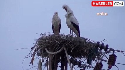 Iğdır'a leyleklerin göçü başladı