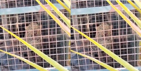 VIDEO: एक महीने से तेंदुए ने मचा रखी थी दहशत, अब पकडऩे में सफल हुए वनकर्मी