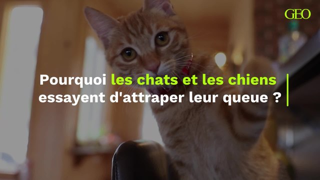 Pourquoi les chats et les chiens essayent d'attraper leur queue ?