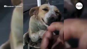 Ve a un perro callejero y le tiende la mano sin esperar su increíble reacción (Vídeo)