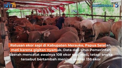 Akibat Gigitan Nyamuk Ratusan Sapi di Merauke Alami Kematian Massal