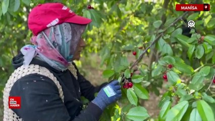 Manisa'da 300 milyon dolarlık kiraz ihracatı hedefleniyor