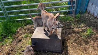Baby goats  jump around at only 11 days old