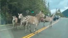 ビデオ：ワシントン州でシマウマが逃走後、警察が追跡