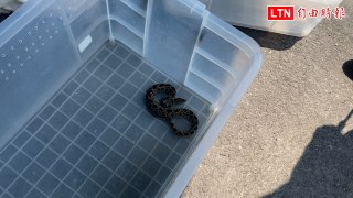 台東農業處透過協力廠商抓3條鎖鍊蛇 送到屏科大研究
