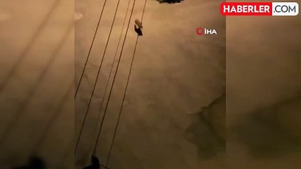 Aç kalan tilkiler şehir merkezini mesken tutmaya başladı