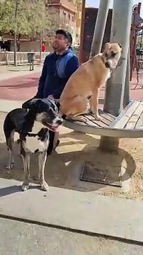 Unos perros atacan a otro en Nou Barris