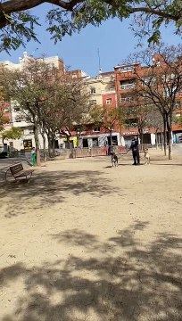 Unos perros atacan brutalmente a otro en Nou Barris