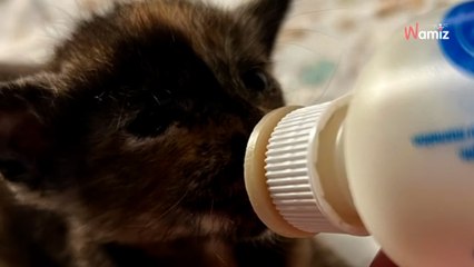 Les chatons sont immobiles dans un sac : elle n'hésite pas une seconde à tenter l'impossible (vidéo)