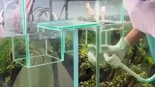 Relier deux aquariums