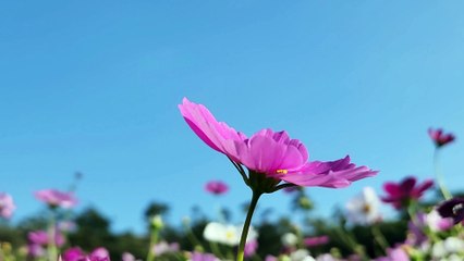 4 Nasehat Malaikat Jibril kepada Nabi Muhammad SAW