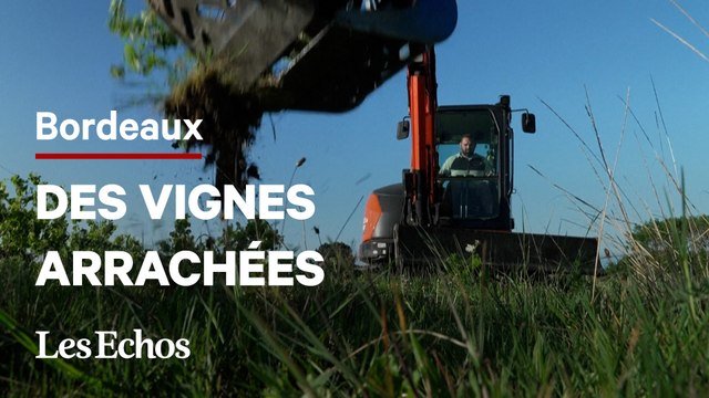 Pourquoi des viticulteurs arrachent leurs vignes dans le Bordelais
