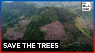 Deforestation in Indonesia spiked last year