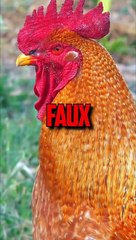 9 MYTHES POPULAIRES EP10