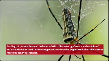 „Spinnen“ wurden auf dem Mars gefunden