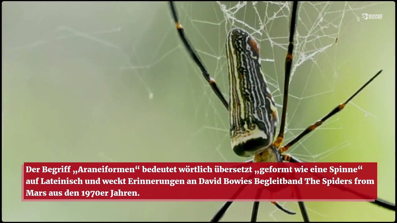 „Spinnen“ wurden auf dem Mars gefunden