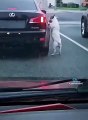 ¡No me dejes! Perrito abandonado persigue a su dueño en plena carretera