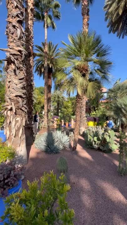 LE PLUS BEAU JARDIN de Marrakech : Jardin Majorelle