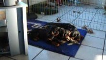 Odin-Layla