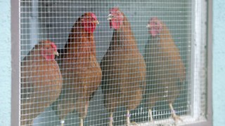 Chickens go red in the face when agitated